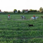 Paardenlabyrint in Achthuizen, 2004