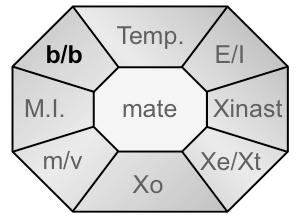 Beelddenken/Begripsdenken