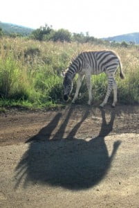 Zebra en schaduw
