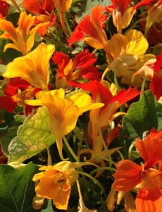 Diversiteit in gezin